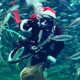 Juleaftensdag på Nordsøen Oceanarium