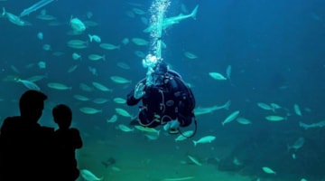 Nordsøen Oceanarium