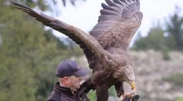 Ørnereservatet - Eagle World