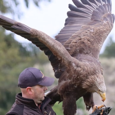 Ørnereservatet - Eagle World