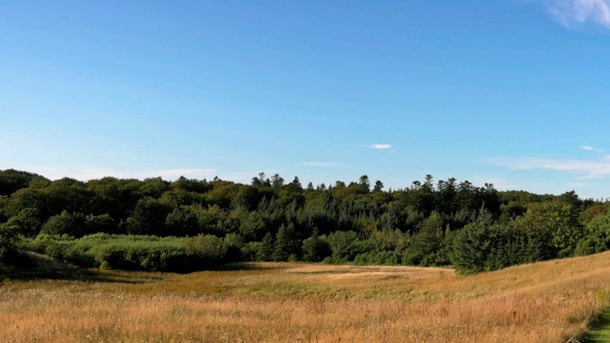 Slotved Skov ved Sindal