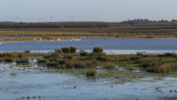 Wetland Lilleå