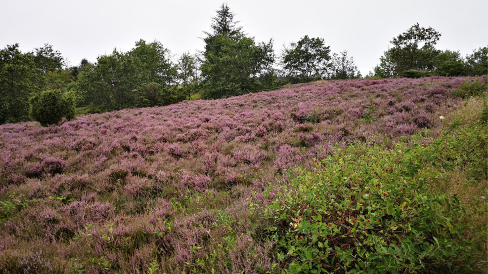 Hike - Sir Lyngbjerg Plantation