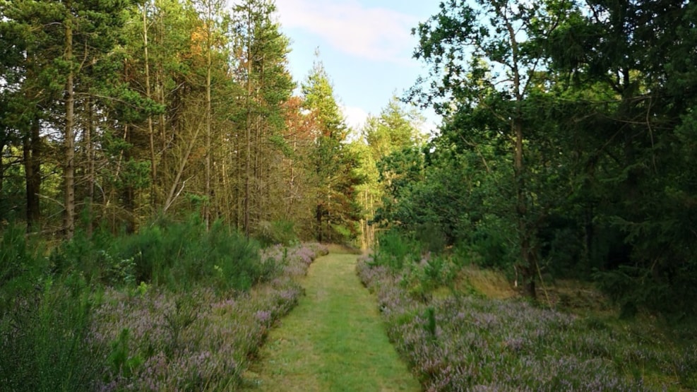 Hjertestien at Råsted Plantage by Vemb