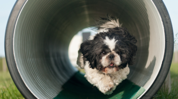 Thorsminde Camping - Agilitybane for hunde