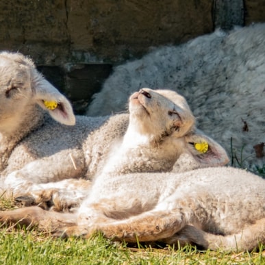 Osterstimmung und Eiersuche im Freilichtmuseum Hjerl Hede