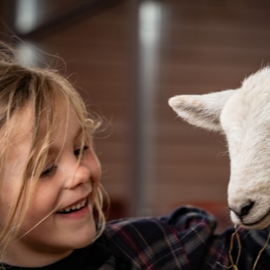Tag des Schafes im Freilichtmuseum Hjerl Hede