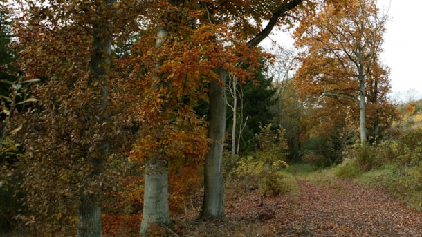 Die Dreiecke Wald