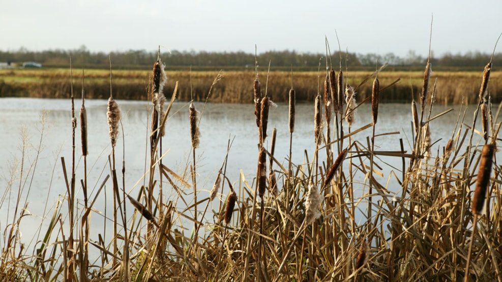 Lille Sø - Viewing Platform