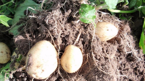 Hjarnø Potatoes (Kartofler)