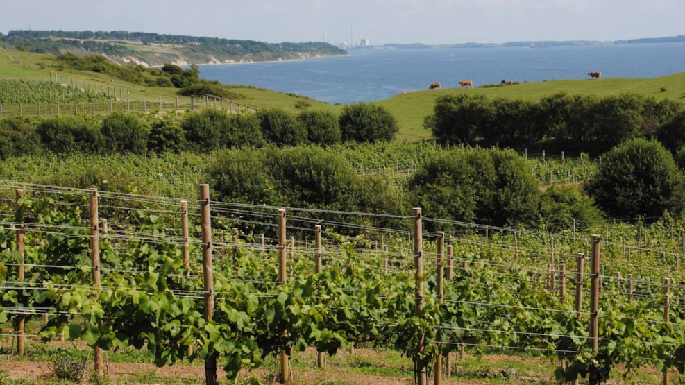 Dyrehøj Vineyard