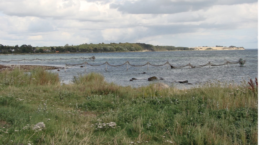 Inshore fishing Bisserup Strand