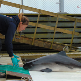 5. tee: Fra græs til gæller