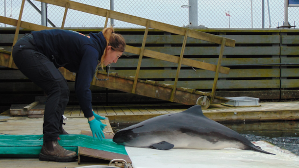 5. tee: Fra græs til gæller