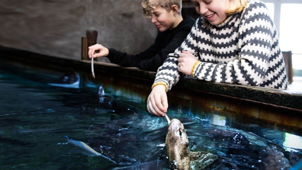 Shark feeding at Jyllandsakvariet