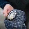 Oyster safari in the Limfjord