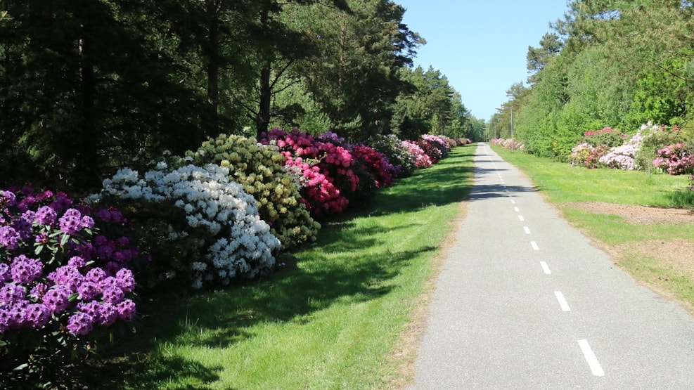 Hiking route Læsø-Østerby-Jegens-Tanghusruten-Hedvigs-Rhododendronstien