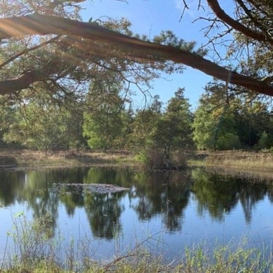 Læsø Klitplantage