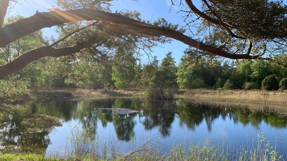 Læsø Klitplantage