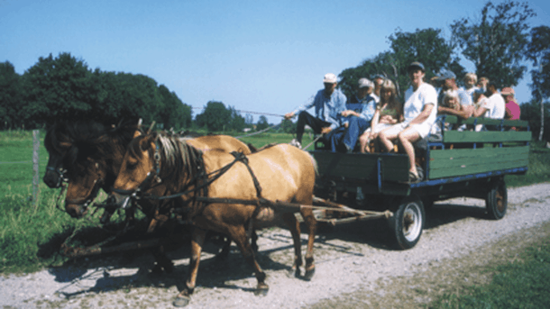 horse-drawn cariage tour - 2 hours