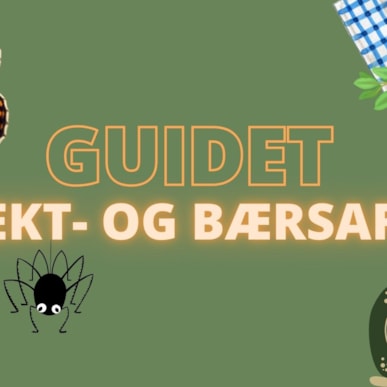 Guidet insekt- og bærsafari i Løkken