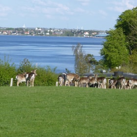 Dyrehaven i Kongebroskoven