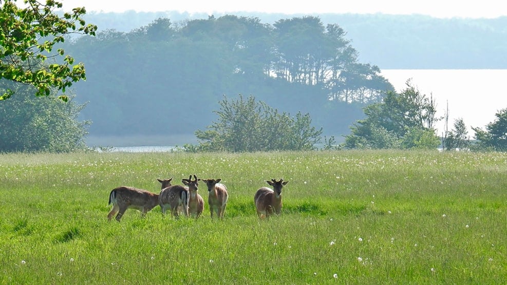 Nature Reserve Hindsgavl Dyrehave