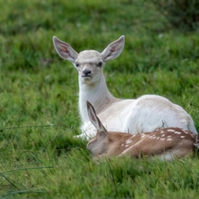 Deer Garden in Kongebro Forest