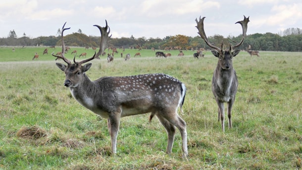 Nature Reserve Hindsgavl Dyrehave