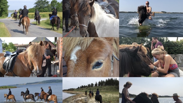 Ridning på Islandske heste