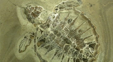 Fossil- og Molermuseet