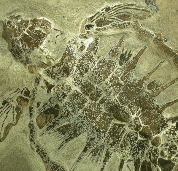 Fossil- og Molermuseet