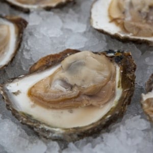 Oyster and Mussel Premiere
