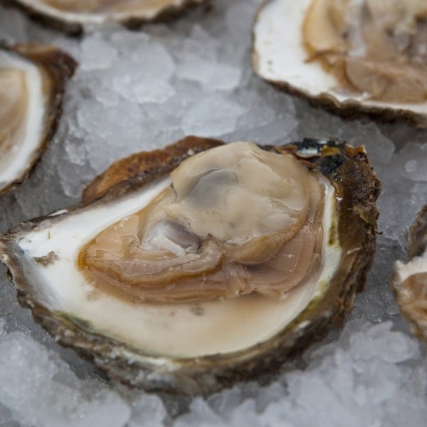 Oyster and Mussel Premiere - each year in october