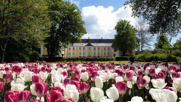 Danmarks største Tulipanfestival