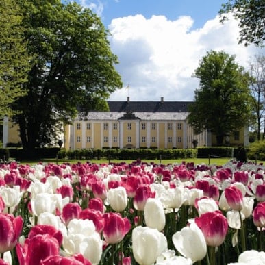 Denmarks largest Tulipfestival