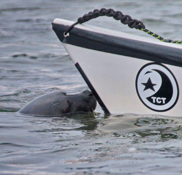  Seal safari at Avnø Fjord