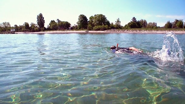 Snorkelling at the coast at Ulvshale beach 
