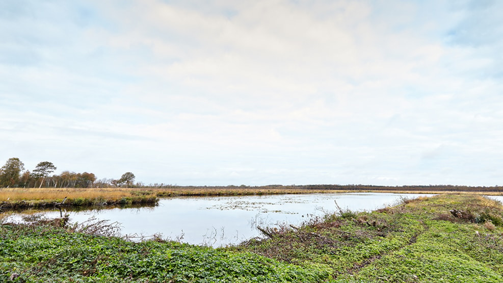 Holmegaard Moor