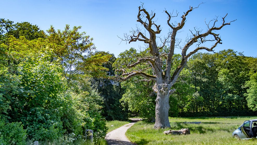 Gjorslev Bøgeskov