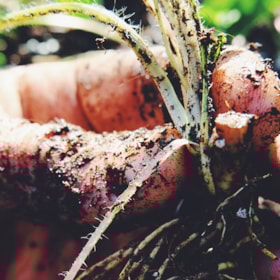 Brorjords Planteskole - En bæredygtig planteskole med historiske & hårdføre planter