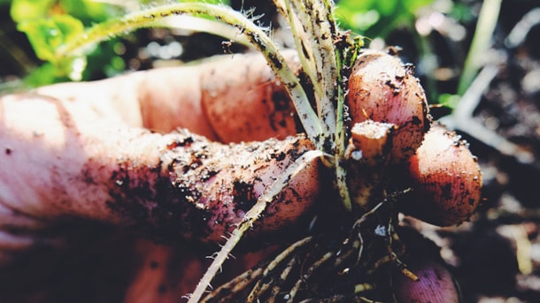 Brorjords Planteskole - En bæredygtig planteskole med historiske & hårdføre planter