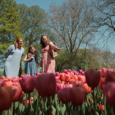 Dänemarks größte Tulpenfest auf Schloss Gavnø