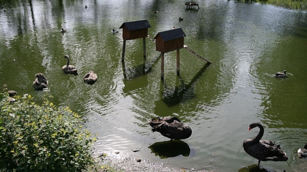 Otterup Duck Pond