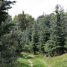 Dalene Wald bei Roerslev 