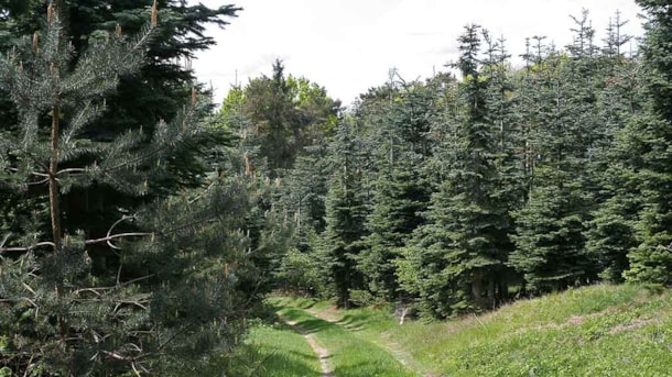 Dalene Wald bei Roerslev 