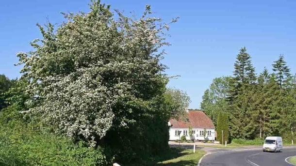 Die wartende Weißdorne am Rugårdsvej