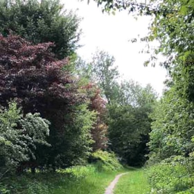 Otterup town forest