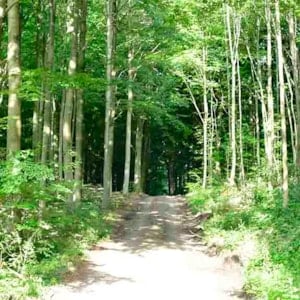 Søndersø Wald