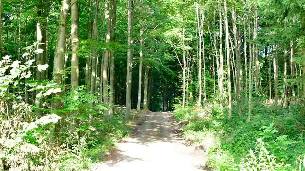 Søndersø Woods